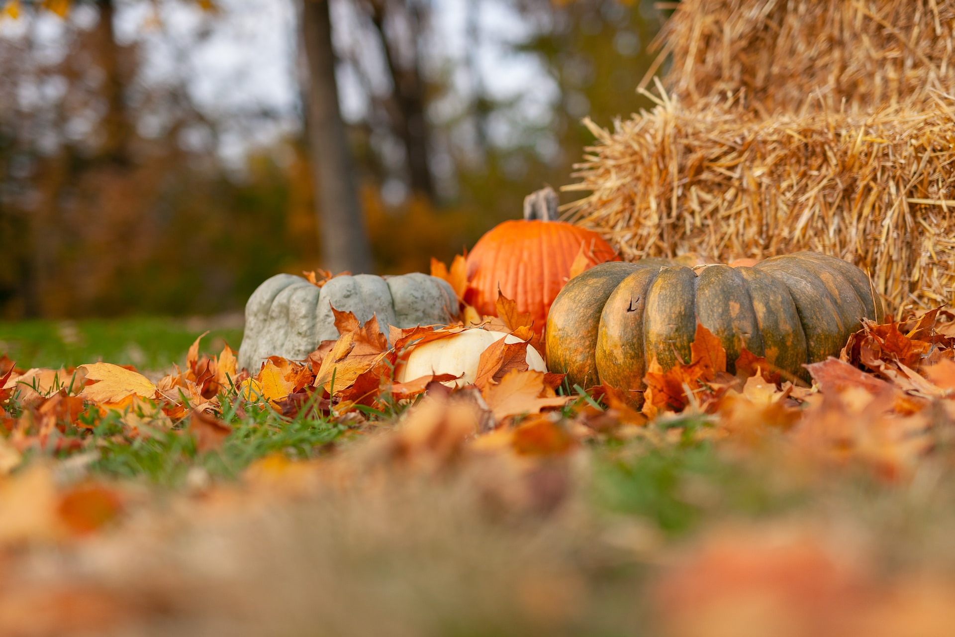 San Diego Pumpkins