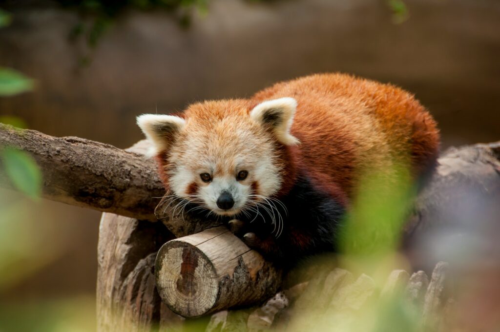 Stop by the San Diego Zoo