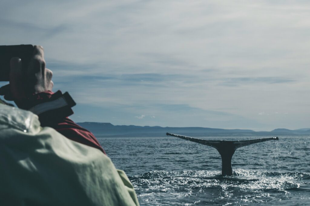 Experience whale watching in San Diego