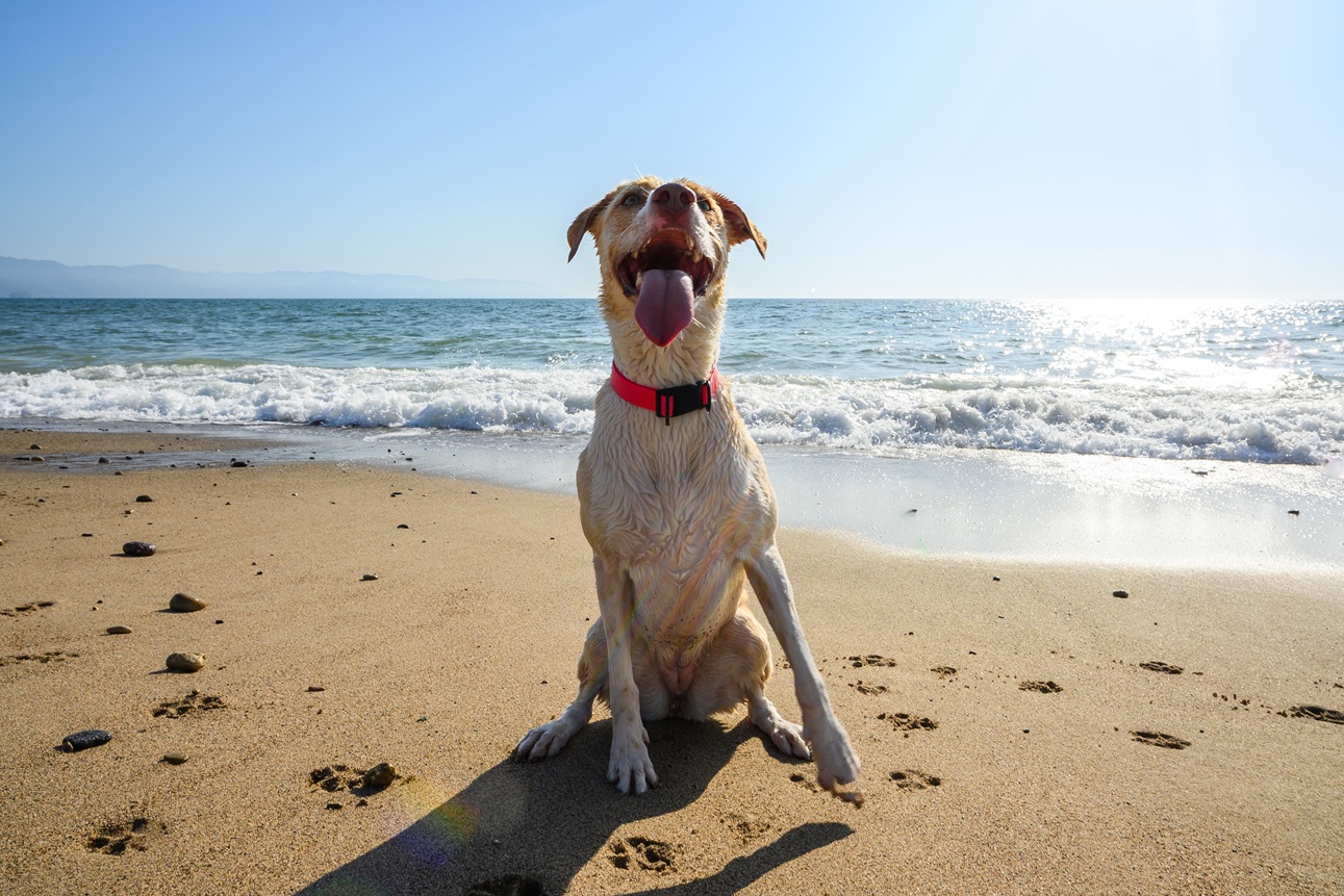 Pet Friendly Vacation Rentals in Southern California